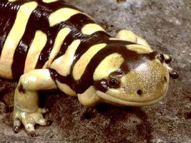 Tiger Salamander Facts Description Habitat Life Span And Pictures