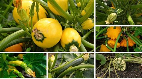 23 Different Types Of Summer Squash Varieties