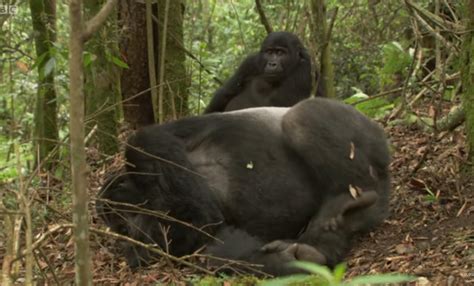 Just Like Humans Watch How A Female Gorilla Chases And Gets It For Mating