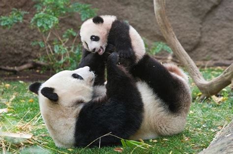 Our Favourite Panda Photos