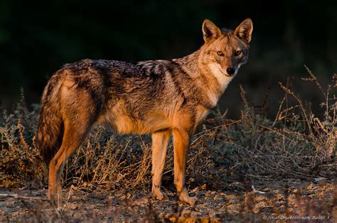 Indian Jackal Canis Aureus Indicus Location Greater Ran Flickr