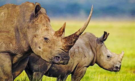 Where Do Rhinos Live And Eight Other Rhino Facts Stories Wwf