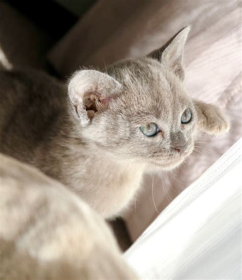 In the late 1800's they were known in england as chocolate siamese, but because the ancestry of burmese cats can be traced back to one cat named wong mau, who was a brown female from burma and arrived in san francisco. Villanev Pedigree Burmese, Burmese Cat Breeder Australia