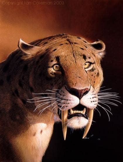 Free Download Saber Tooth Tiger Photograph And Artwork Are Copyright