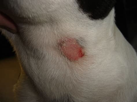Diagnosing And Treating Ringworm In Pets The Facts From Dkc