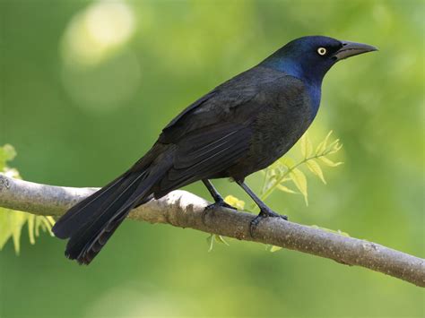 European Starling Or Common Grackle How To Tell The Bird Fact