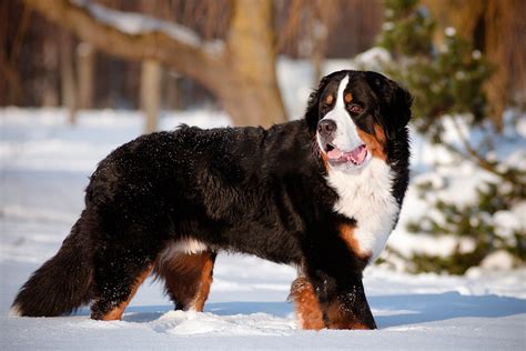 Cool Canines 12 Best Cold Weather Dog Breeds Hiconsumption