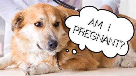 How To Know If Your Dog Is Pregnant 😍 Youtube