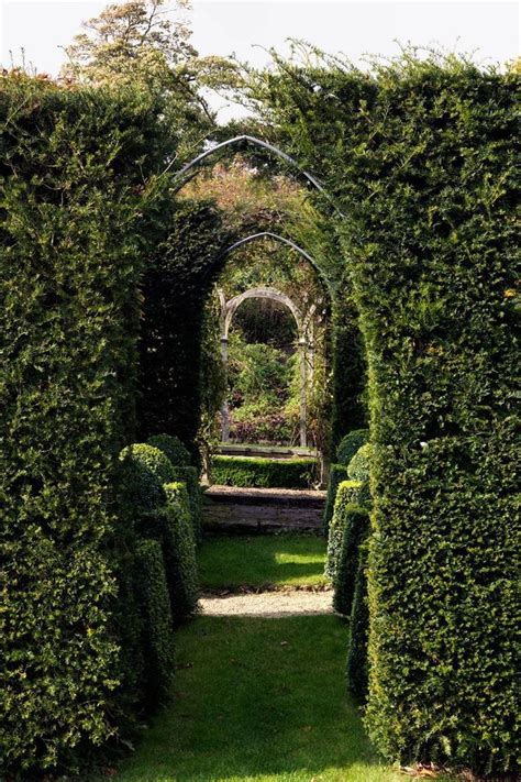 Garden Dreamer A Garden Where Topiaries Are The Star — Rose And Ivy