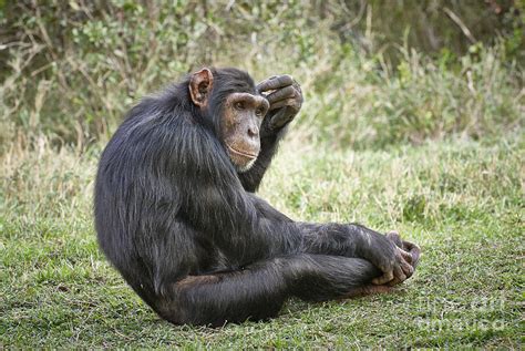 Common Chimpanzee Pan Troglodytes Photograph By Juergen Ritterbach
