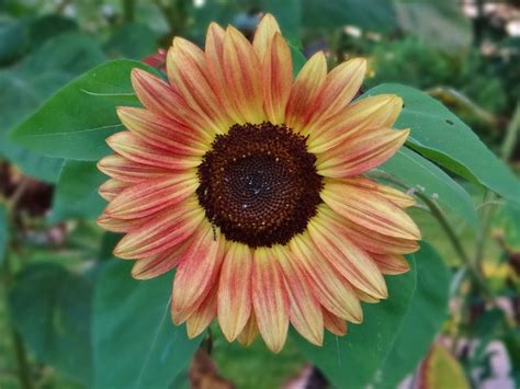 Pin oleh Andrea Slabaugh di love Love love Sunflowers