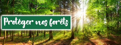 Top 10 Des Raisons De Protéger Les Forêts Bois Eden