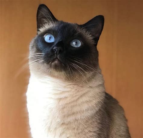 15 Pics That Prove Siamese Cats Are The Most Mysterious