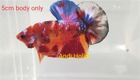Betta fish sale online from many seller. Fancy Giant Betta For Sale - Body 5 cm - Center of betta ...