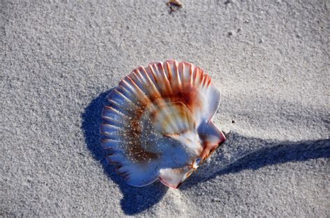 Free Images Beach Sand Material Shell Invertebrate Seashell Close Up Marine Biology