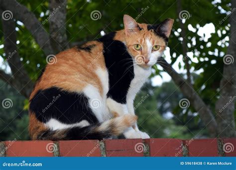Feral Cat Clipped Ear Stock Photos Free And Royalty Free Stock Photos