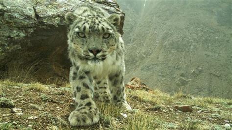 More Snow Leopards Poached Even As Bold Plan Fights Decline