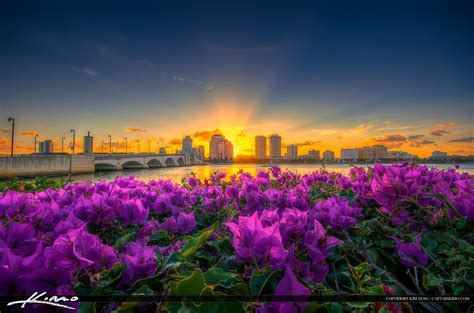 West Palm Beach Skyline Sunset And Purple Flowers Hdr Photography By