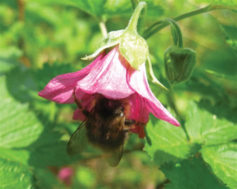 Here are some of the more popular choices of flowers that attract butterflies to your garden but not bees. Bees, butterflies and hummingbirds: What to plant and how ...