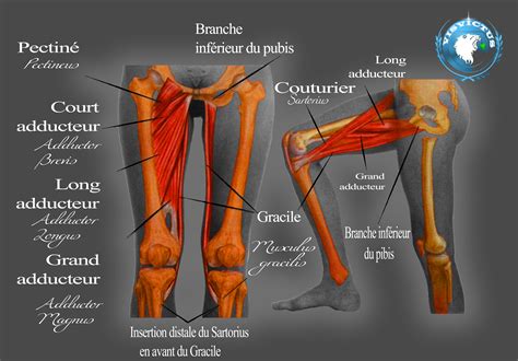 Bassin Muscle Anatomie Hanche Anatomie Anatomie Du Corps Humain