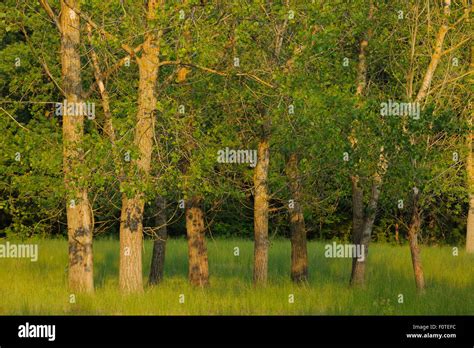 White Poplar Trees Populus Alba Letea Forest Strictly Protected