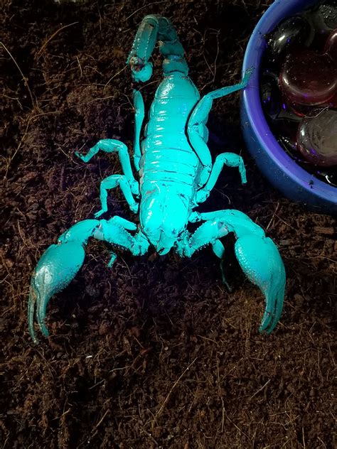 Glowing Scorpions Urban Ipm