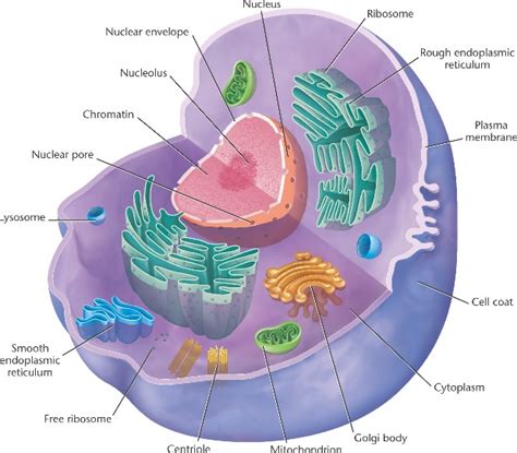 It helps to protect the contents of the nucleus. The nucleolus is like Mufasa because they both run everyt...