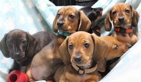 The dachshund, or wiener dog, is a lively, clever, and courageous dog breed that is generally good with children. Mini-smooth haired dachshund puppies for Sale in Appleton ...