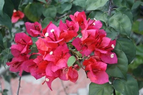 Penting mengetahui nama bunga / tumbuhan maupun hewan untuk menghindari kesalahan. NovemberLapanBelas ::::: Bunga Kertas