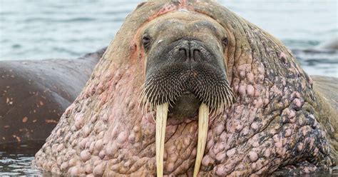 Huge Walrus Keeps A Beady Eye On Its Herd As They Swim Contentedly In