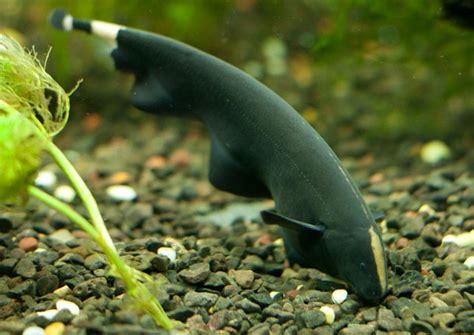 Black Ghost Knifefish Tropical Fish Keeping