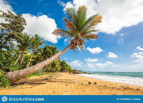 Check spelling or type a new query. Exotische Carribean Kust Van Het Strand Van Puerto Rico ...