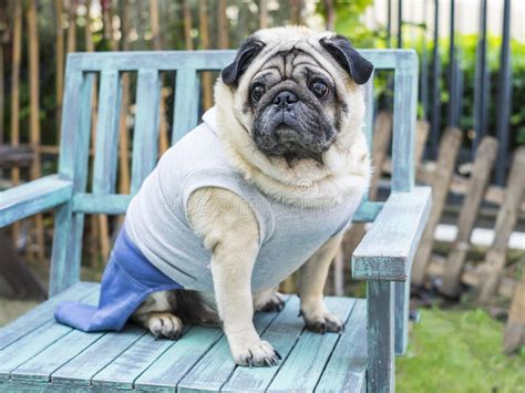 Fat Pug Dog Stock Photo Image Of Friendship Serious 66385662