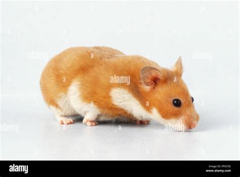Golden Hamster Mesocricetus Auratus Fotos Und Bildmaterial In Hoher