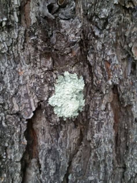 Fungus On Pine Trees Walter Reeves The Georgia Gardener