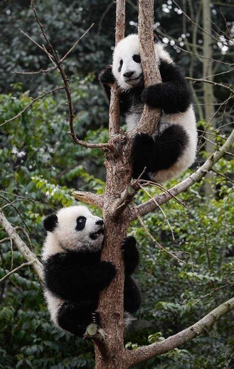 Two Pandas Climb The Tree In The Game Panda Climbing Panda Bear