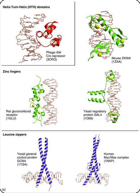 Proteins carry out the process of replication.) transcription and translation. (a,b) Main families of DNA-binding protein domains. The ...