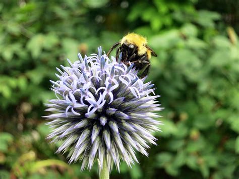 Bees fly from flower to flower gathering nectar, which they make into food, benefiting the bees. What's the Difference Between Bees and Wasps? - New ...