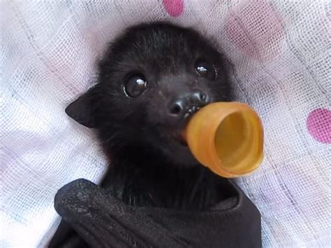 Orphaned Flying Fox Receives Massage Lights Up Our Lives Video