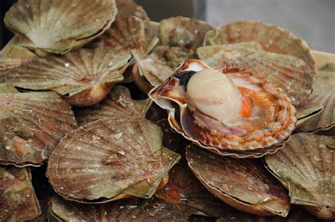 Scallops May 2015 Globefish Food And Agriculture Organization Of