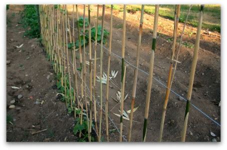 Another excellent option to maximize your season's harvest is to grow bush beans in succession. 7 Green Bean Trellis Ideas
