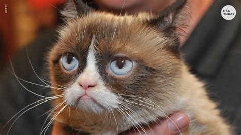 Grumpy Cat Charmed The World With Her Grumpiness