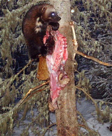Trail Cam Snaps Photos Of Wolverines In Ne Oregon