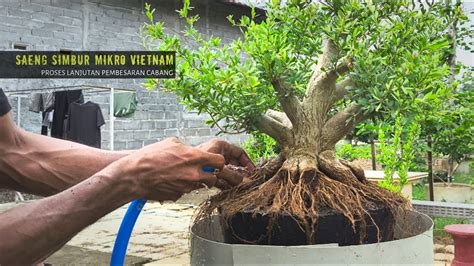 Bonsai Saeng Simbur Mikro Vietnam Tahap Awal Pembesaran Cabang Youtube