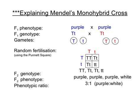 A genotype is the genetic makeup of the organism. Chapter 19 Heredity Lesson 1 - Monohybrid Cross and Test Cross