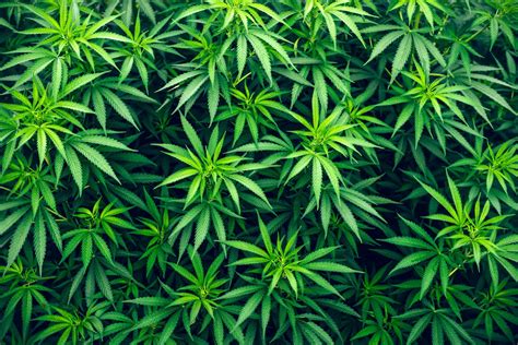 25 Outstanding 4k Wallpaper Weed You Can Use It Without A Penny