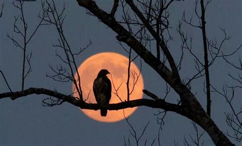 Native American art | Harvest moon, Good night moon, Moon pictures
