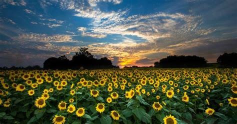 We did not find results for: Baru 25+ Gambar Bunga Matahari Asli