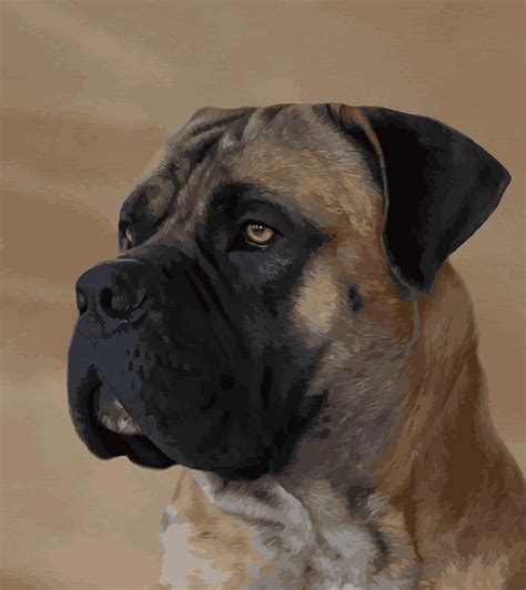 Bull Mastiff Bull Mastiff Dog Portraits Mastiffs