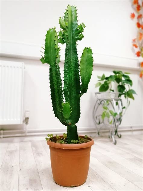 Xl Rare Euphorbia Ingens Succulent Tall Cactus In Pot House Indoor